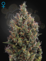 GREEN HOUSE SEEDS - Big Bang Autoflowering