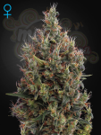 GREEN HOUSE SEEDS - Big Bang Autoflowering