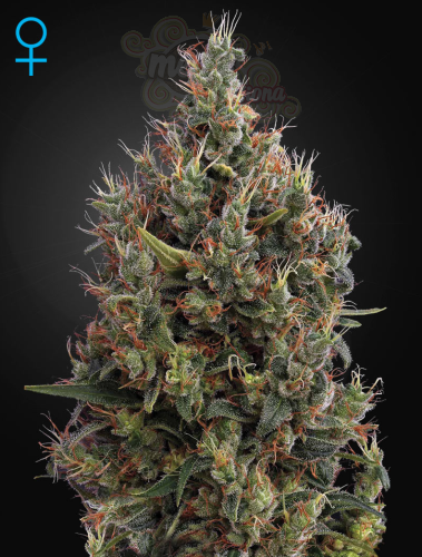 GREEN HOUSE SEEDS - Big Bang Autoflowering