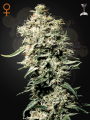 GREEN HOUSE SEEDS - White Rhino