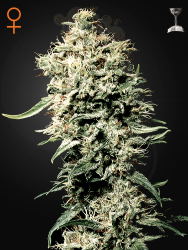 GREEN HOUSE SEEDS - White Rhino