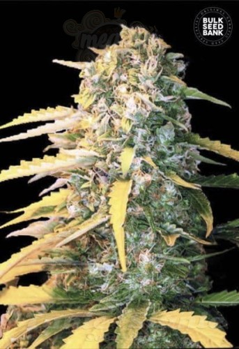 BULK SEED BANK - Auto White Widow