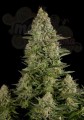 DINAFEM - White Widow