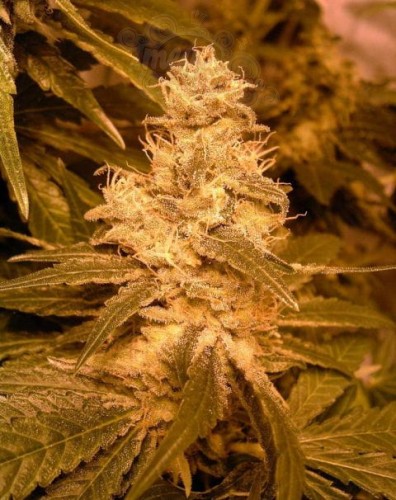 FEMALE SEEDS - Auto Kush