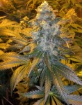 FEMALESEEDS - ICE®