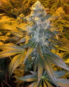 FEMALESEEDS - ICE®