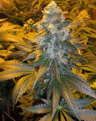 FEMALESEEDS - ICE®