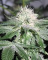 FEMALESEEDS - ICE®