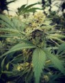 FEMALE SEEDS - Critical Sour