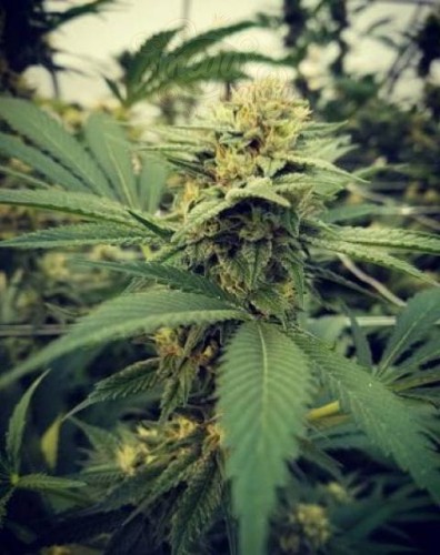 FEMALE SEEDS - Critical Sour