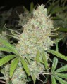 FEMALE SEEDS - C'99 (Medyczna)