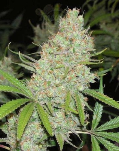 FEMALE SEEDS - C'99 (Medyczna)
