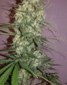 FEMALE SEEDS - C'99 (Medyczna)