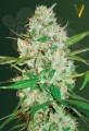 Victory Seeds - Auto Red Russian XXL