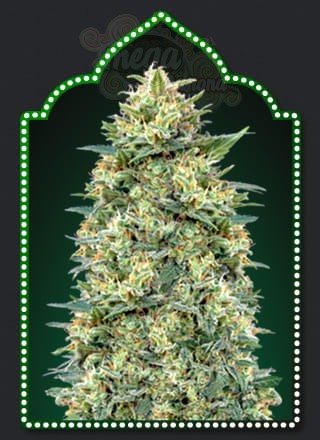 00 SEED BANK - Auto White Widow