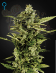 GREEN HOUSE SEEDS - Auto Bomb