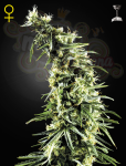 GREEN HOUSE SEEDS - Hawaiian Snow