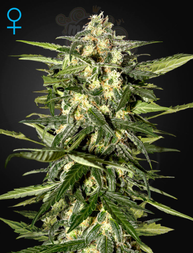 GREEN HOUSE SEEDS - Jack Herer Auto