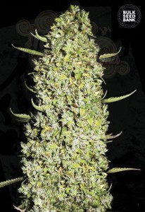 BULK SEED BANK - The Unlimited