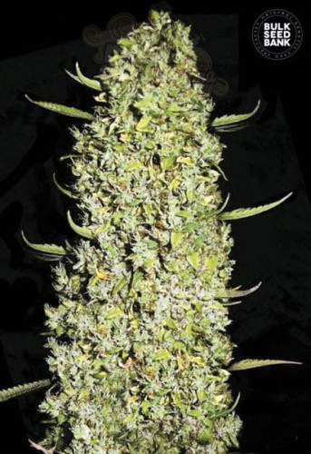 BULK SEED BANK - The Unlimited