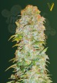 Victory Seeds - AK-77V