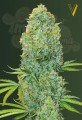 Victory Seeds - Amnesia Haze