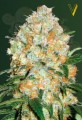 Victory Seeds - Auto Bubblegum+ Pro