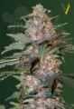 Victory Seeds - Auto Caramelino
