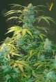 Victory Seeds - Auto Heaven