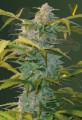 Victory Seeds - Auto Heaven