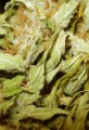 Victory Seeds - Auto Heaven