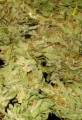 Victory Seeds - Auto Heaven