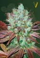 Victory Seeds - Auto NHL Diesel