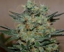 KALASHNIKOV SEEDS - Baikal Express