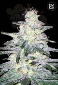 BULK SEED BANK - Locomotive