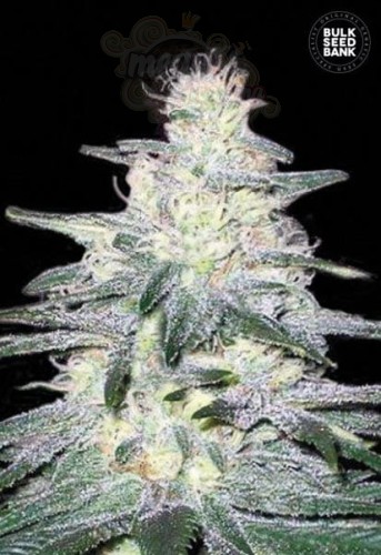 BULK SEED BANK - Locomotive
