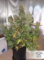 DUTCH PASSION - Auto Blueberry®