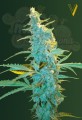 Victory Seeds - Ultra Power Plant