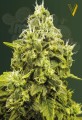 Victory Seeds - Jack Hammer
