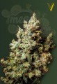 Victory Seeds - Northern Light