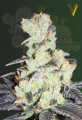 Victory Seeds - NHL Diesel