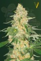 Victory Seeds - Super Skunk