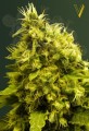 Victory Seeds - White Widow