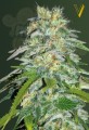 Victory Seeds - Parmesan
