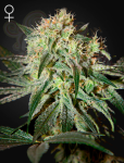 GREEN HOUSE SEEDS - Damn Sour