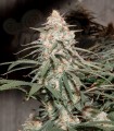 Girl Scout Cookies