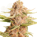 Girl Scout Cookies