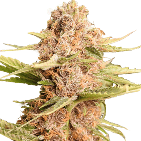 Girl Scout Cookies