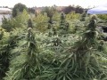Girl Scout Cookies