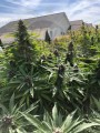 Girl Scout Cookies